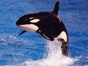 Orca Marina 