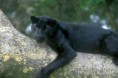 /album/animales-en-peligro-de-extincion-/a1910090330-pantera-negra-leopardo-34-thl-jpg/