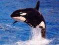/album/animales-en-peligro-de-extincion-/animales-en-peligro-de-extincion1-300x225-jpg/
