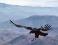 /album/animales-en-peligro-de-extincion-/animales-en-peligro-de-extincion-300x235-jpg/