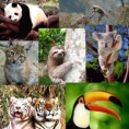 /album/animales-en-peligro-de-extincion-/animales-en-peligro-de-extincion-22272-jpg/