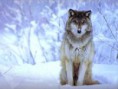 /album/animales-en-peligro-de-extincion-/en-estados-unidos-buscan-matar-a-lobos-en-peligro-de-extincion-300x225-jpg/