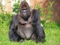 /album/animales-en-peligro-de-extincion-/gorila-jpg/