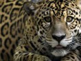 /album/animales-en-peligro-de-extincion-/jaguar-getty-jpg/