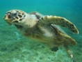 /album/animales-en-peligro-de-extincion-/tortuga-de-mapimi-jpg/